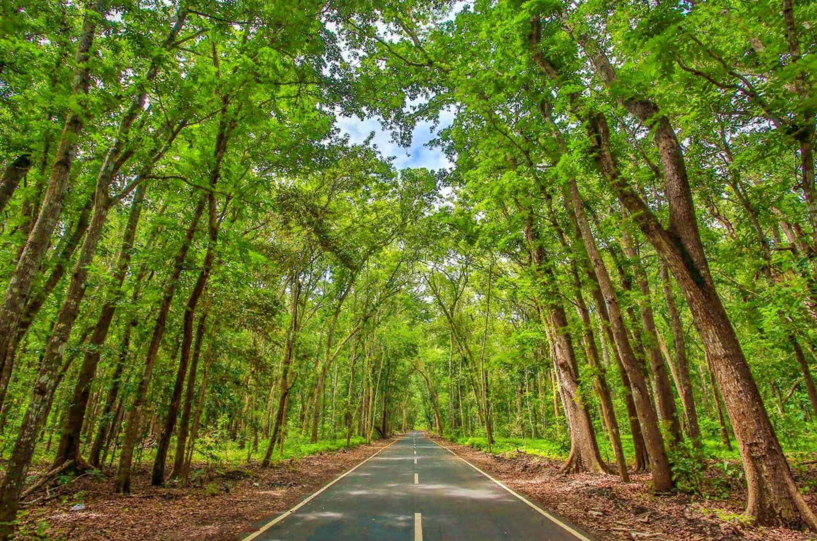 Alas Purwo: Hutan Mistis dan Ombak Dunia di Banyuwangi
