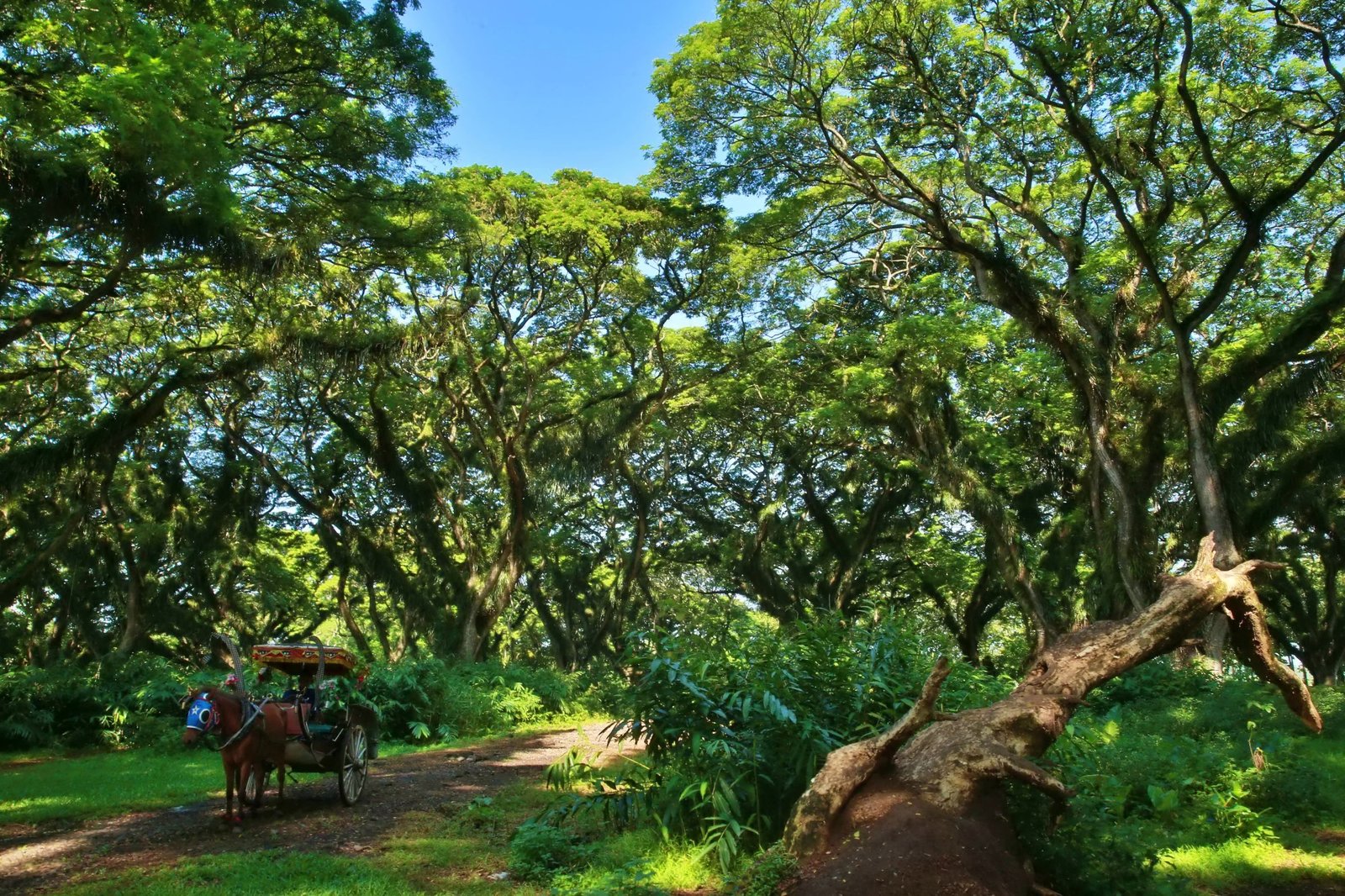 Djawatan Benculuk Banyuwangi: Hutan Mistis Negeri Dongeng