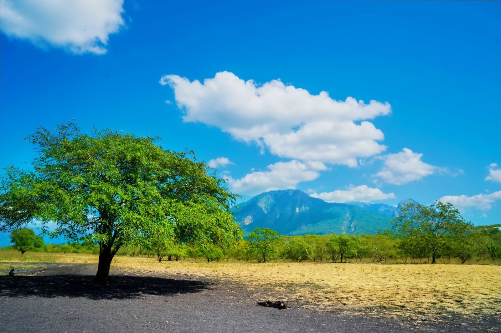 Taman Nasional Baluran, “Little Africa” di Ujung Timur Jawa